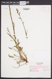 Rumex hastatulus image