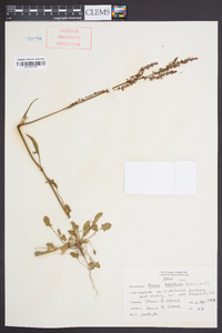 Rumex hastatulus image