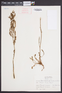 Rumex hastatulus image