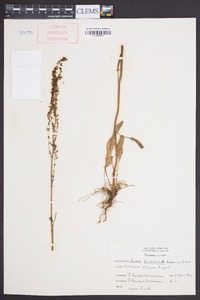 Rumex hastatulus image