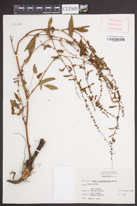 Rumex conglomeratus image