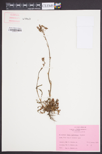 Rumex hastatulus image