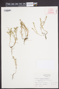 Polypremum procumbens image