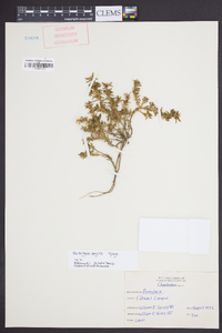 Portulaca amilis image