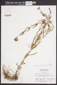Lysimachia hybrida image