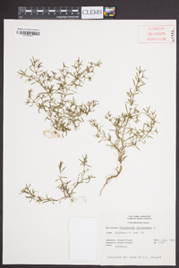 Polypremum procumbens image