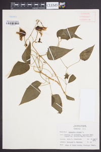 Clematis crispa image
