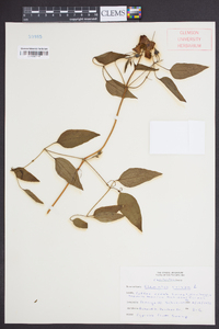 Clematis crispa image