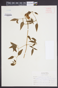 Clematis crispa image