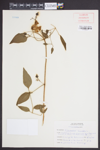 Clematis crispa image