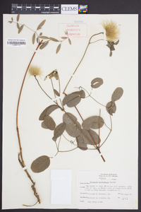 Clematis reticulata image