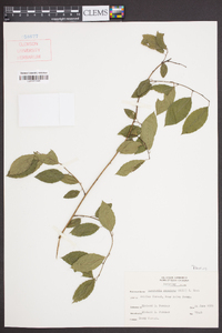 Berchemia scandens image