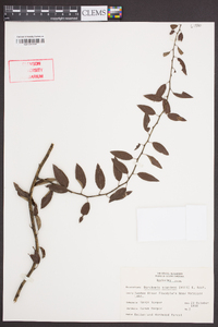 Berchemia scandens image