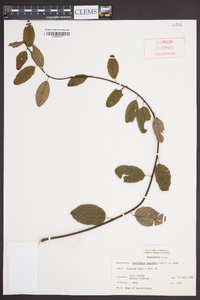 Berchemia scandens image