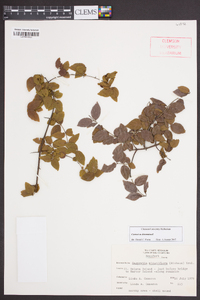 Sageretia minutiflora image