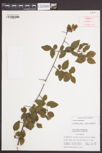 Sageretia minutiflora image