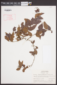 Sageretia minutiflora image