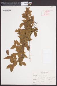 Sageretia minutiflora image