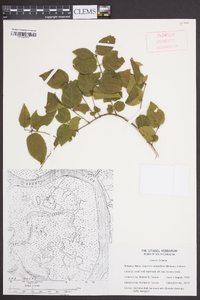 Sageretia minutiflora image