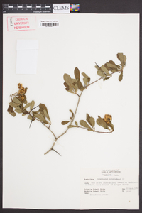 Crataegus crus-galli var. pyracanthifolia image