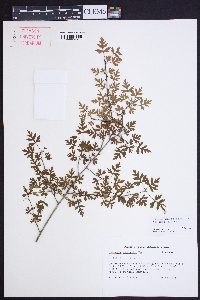 Crataegus marshallii image