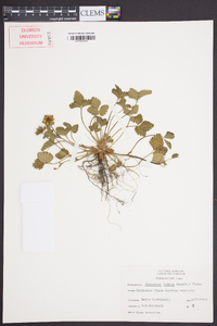 Potentilla indica image