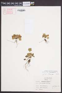 Potentilla canadensis image