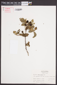 Rubus argutus image