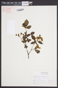 Rubus argutus image