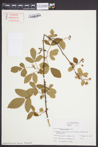 Rubus argutus image