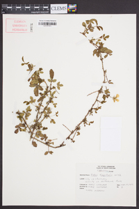 Rubus flagellaris image