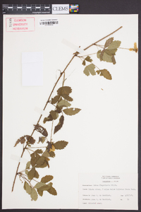 Rubus flagellaris image