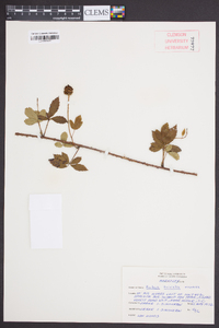 Rubus trivialis image