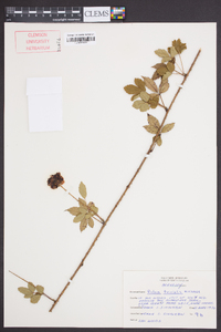 Rubus trivialis image