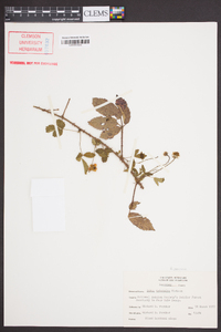 Rubus trivialis image