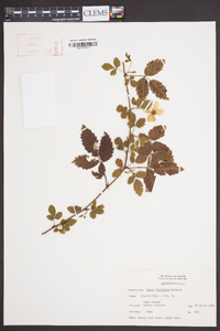 Rubus trivialis image