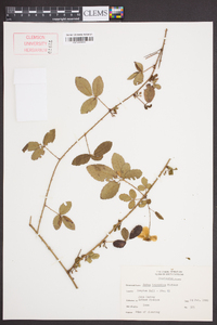 Rubus trivialis image