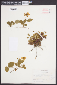 Rubus trivialis image