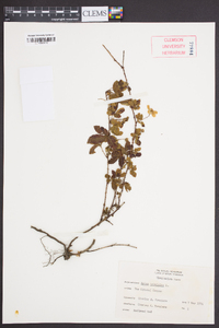 Rubus trivialis image