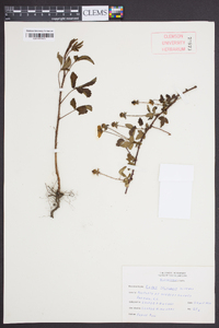 Rubus trivialis image