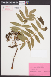 Sorbus americana image