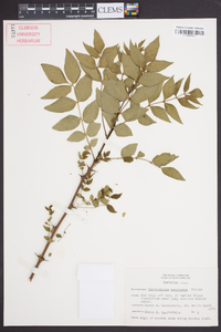 Zanthoxylum clava-herculis image