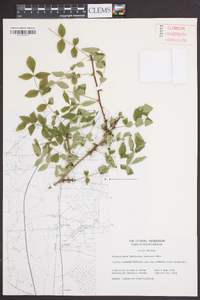 Zanthoxylum clava-herculis image