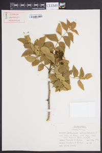 Zanthoxylum clava-herculis image