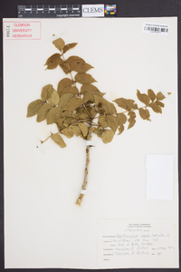 Zanthoxylum clava-herculis image