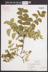 Zanthoxylum clava-herculis image