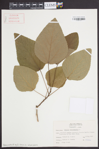 Populus heterophylla image