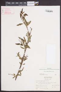 Salix caroliniana image