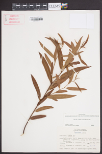 Salix caroliniana image