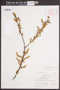 Salix caroliniana image